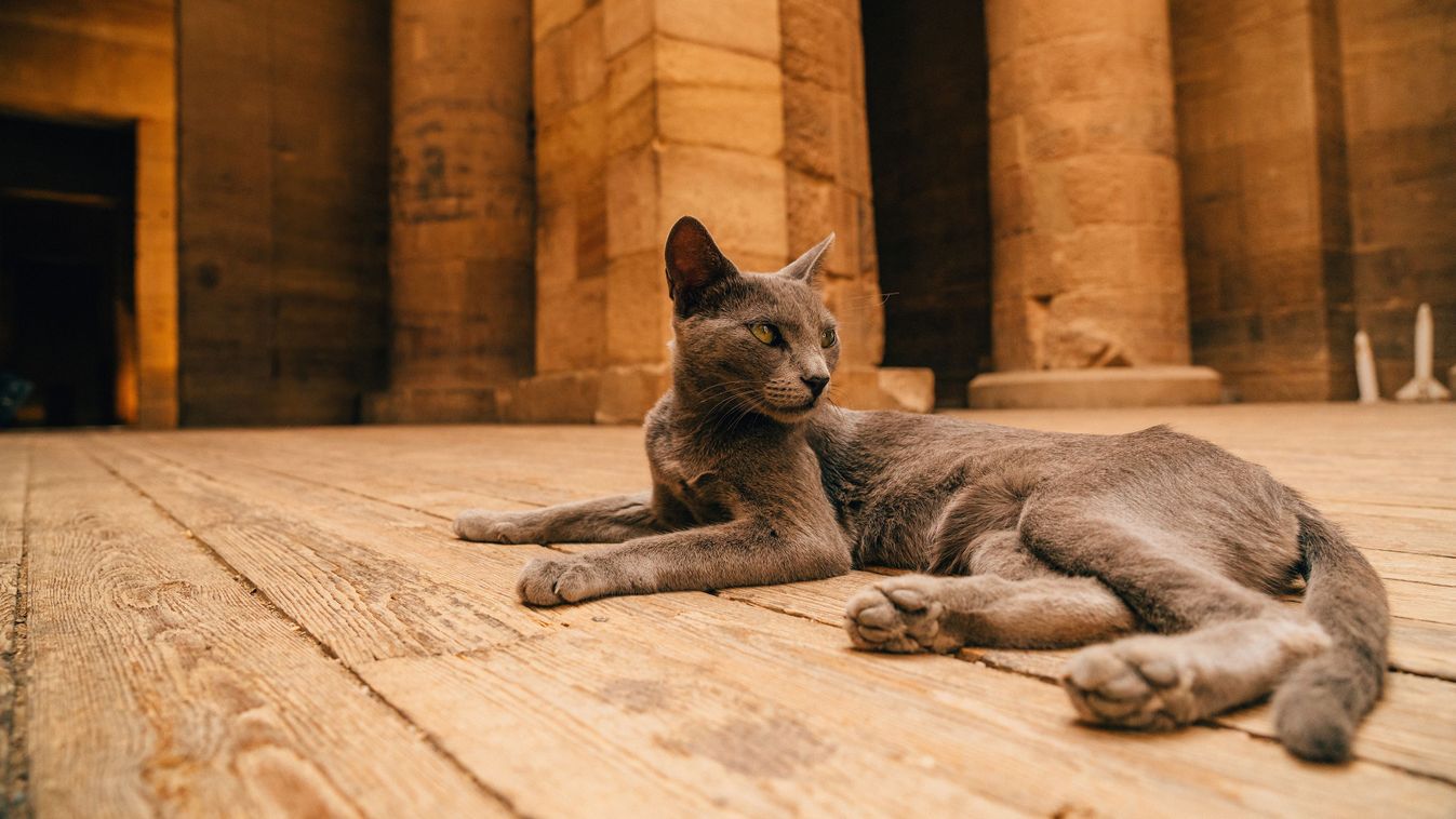 Egyiptomból jött macskák