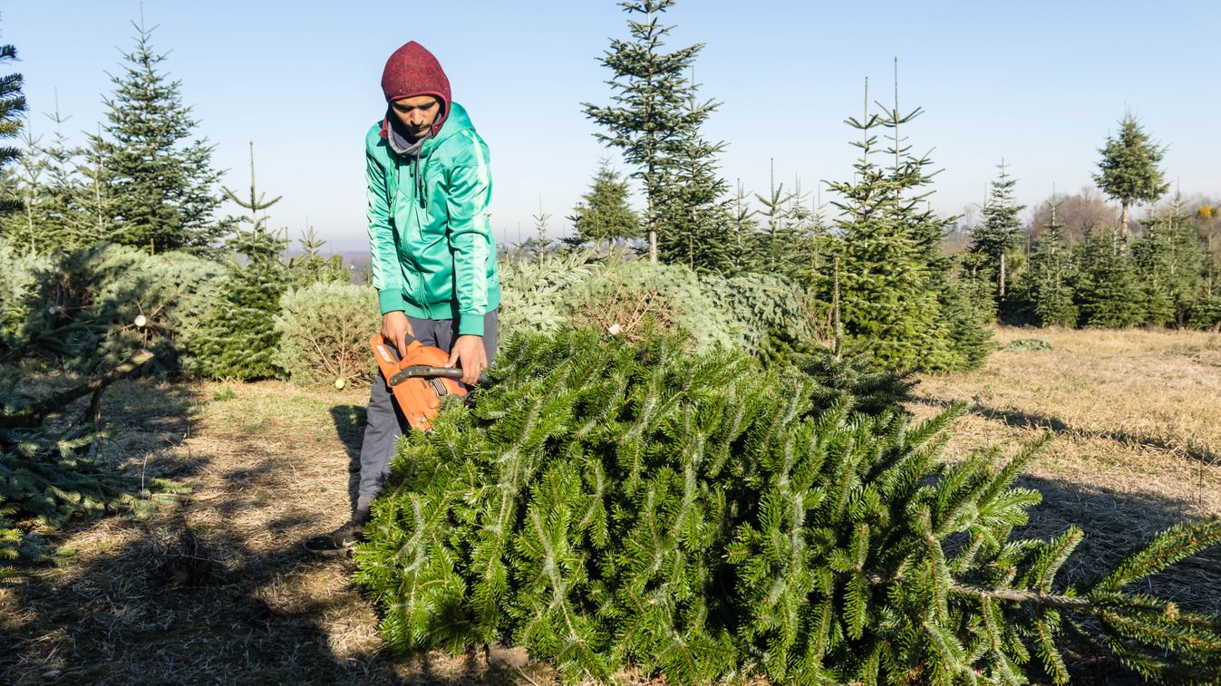 Karácsonyfának szánt kivágott fenyőfa a Zala megyei Surdon 2025. november 30-án