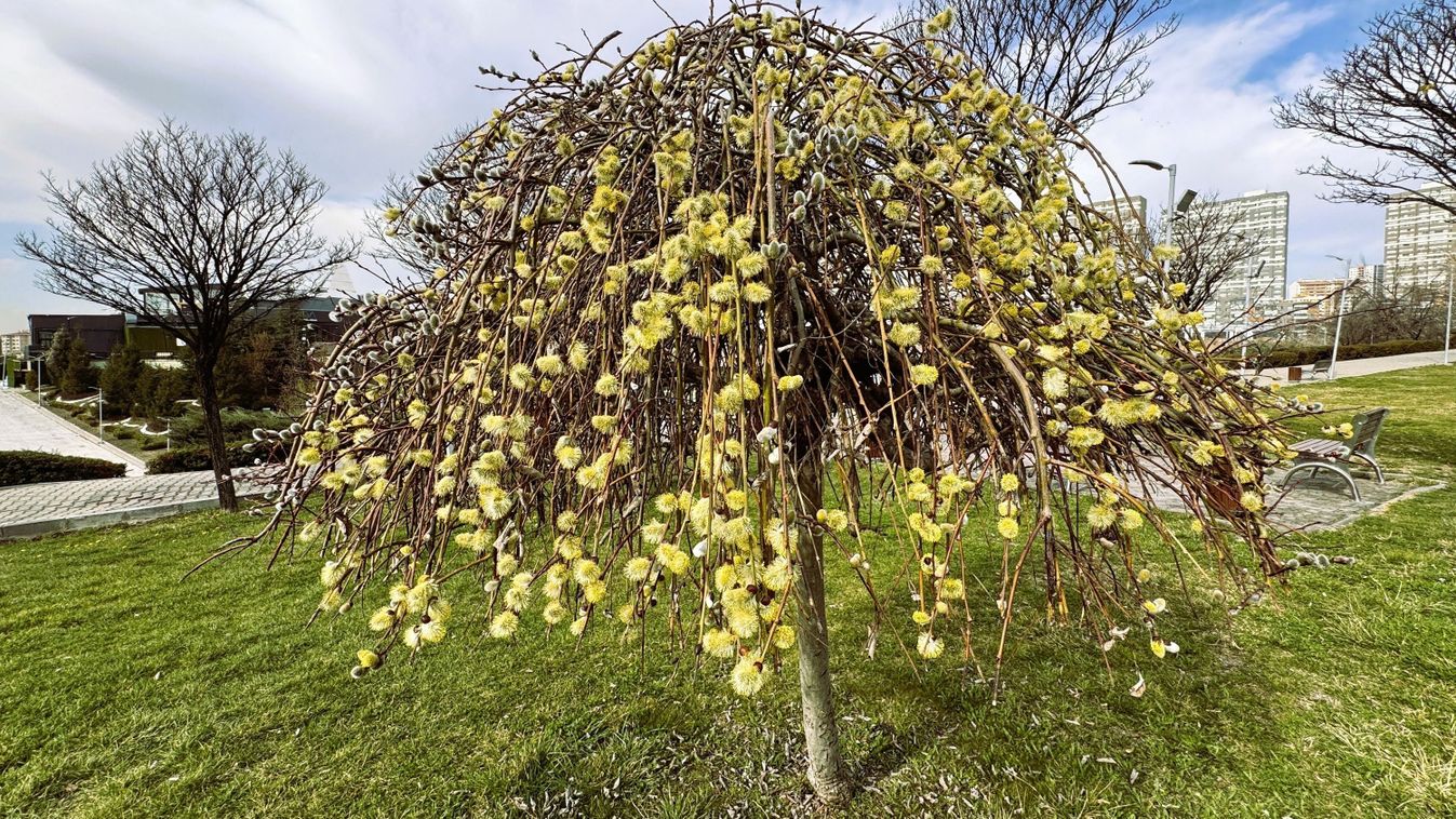 Szoros versenyben lett a kecskefűz az év fája