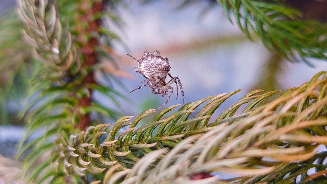Potyautasok a&nbsp;fán
