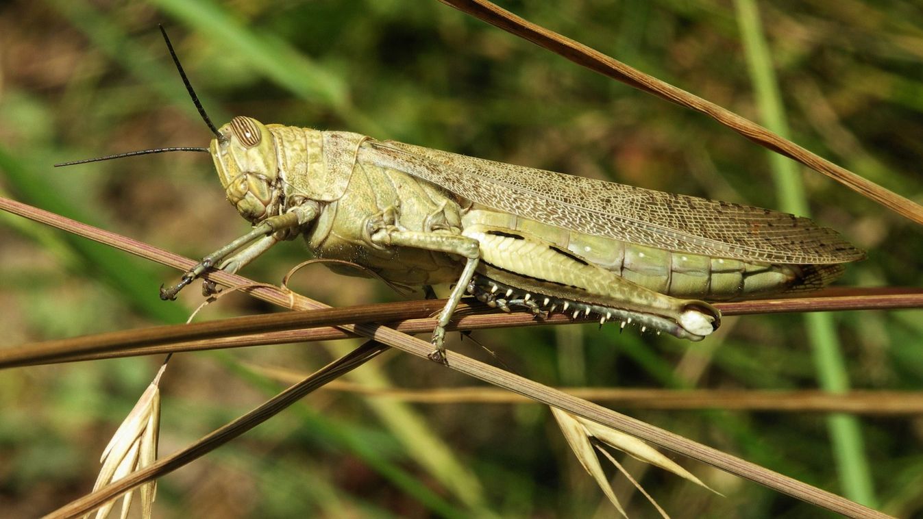 Lassan, de terjed a sáska