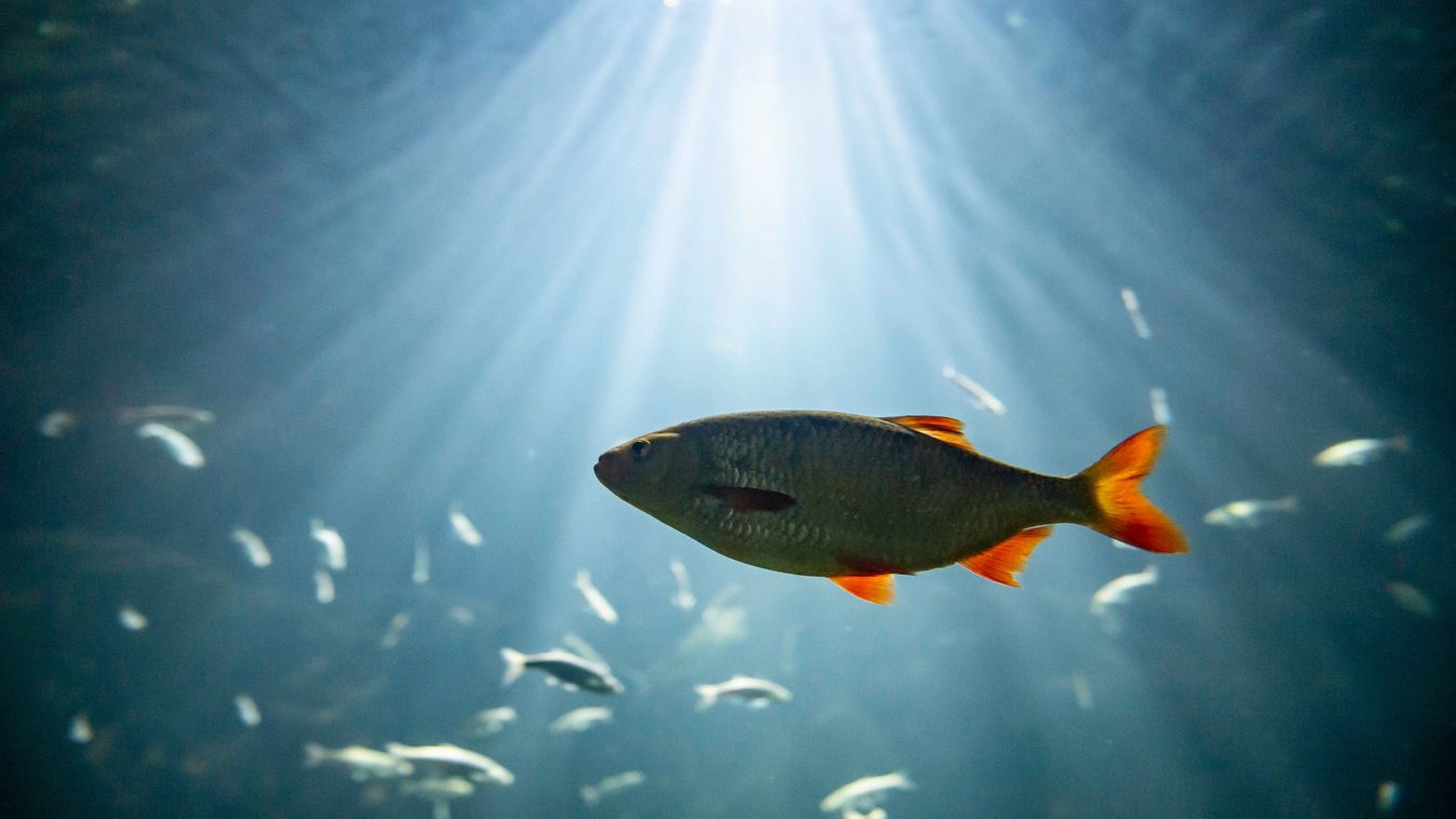 Melyik faj lesz az év hala 2026-ban?