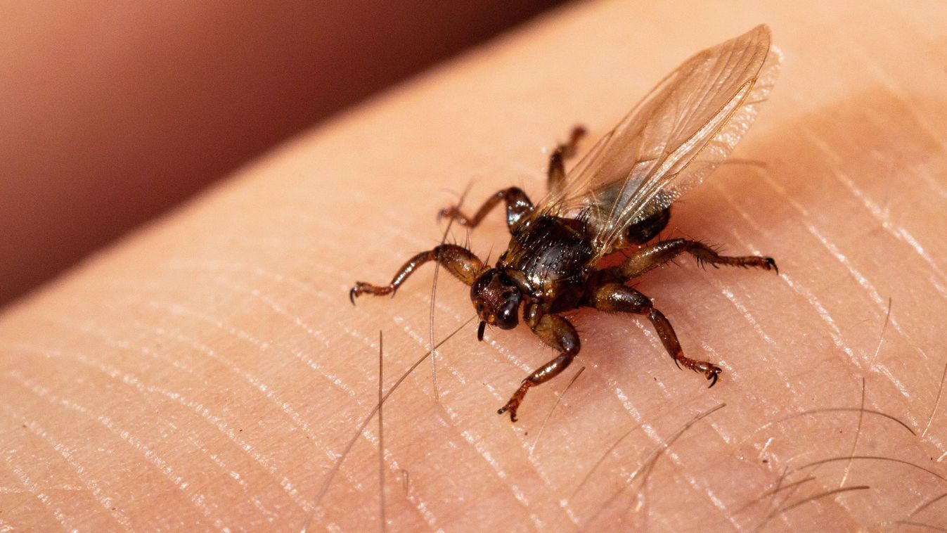 Több mint száz új fajt fedeztek fel a Francia-Antillákon