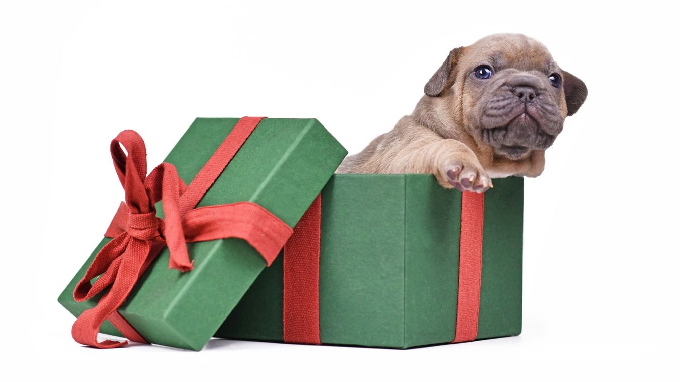 Felelősen döntsünk, ha élő állatot szeretnénk ajándékozni