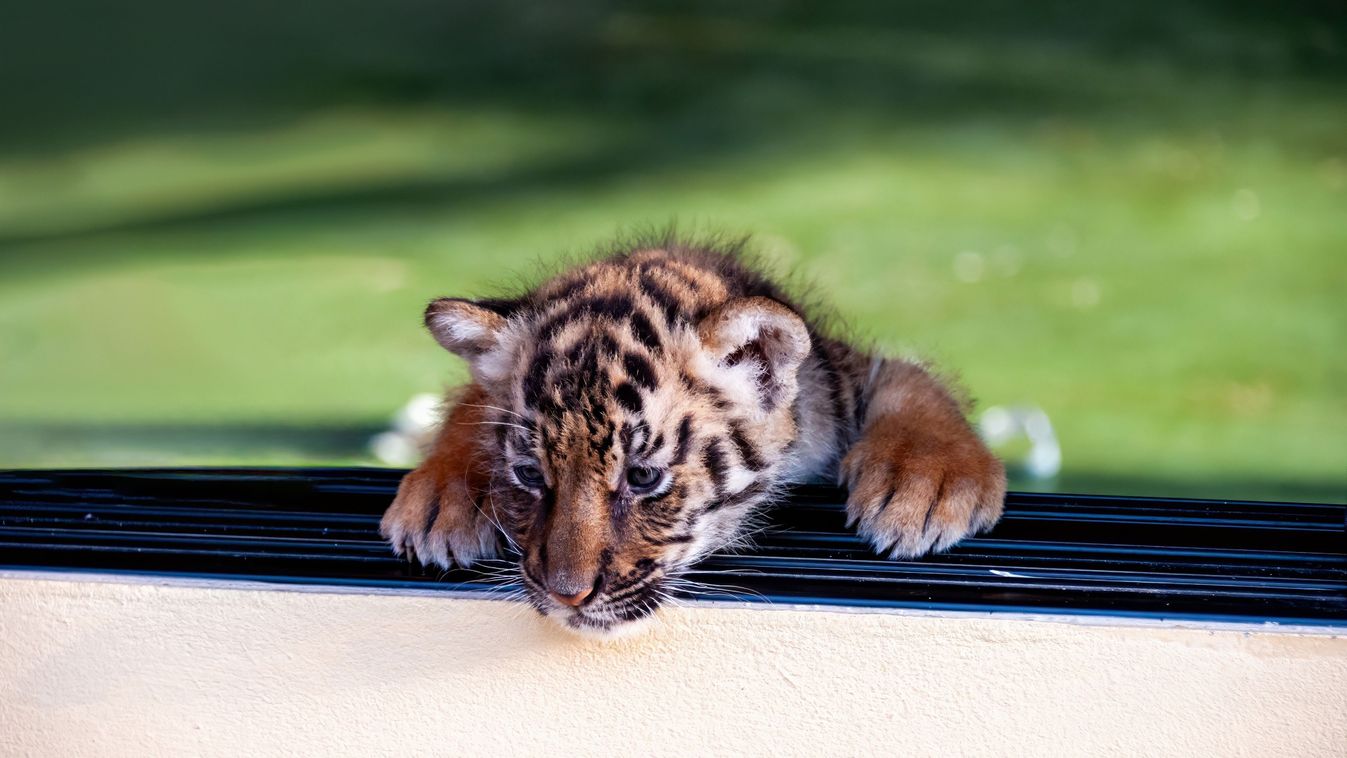 Drog helyett tigrist találtak