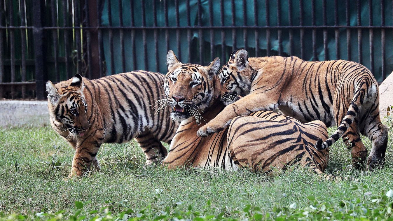 Megszámlálják a vadon élő bengáli tigriseket Nepálban