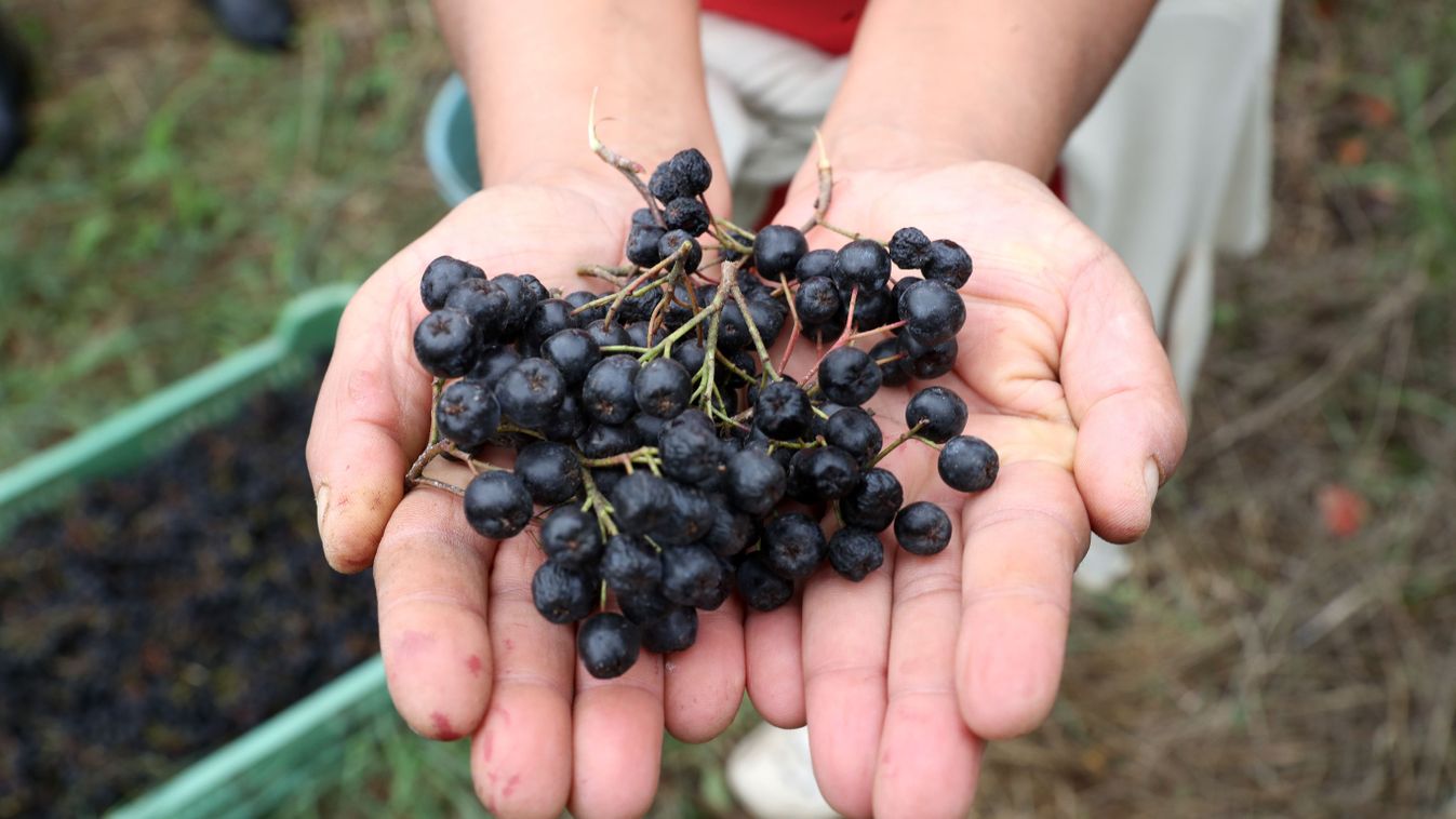 Kincs a&nbsp;kertben