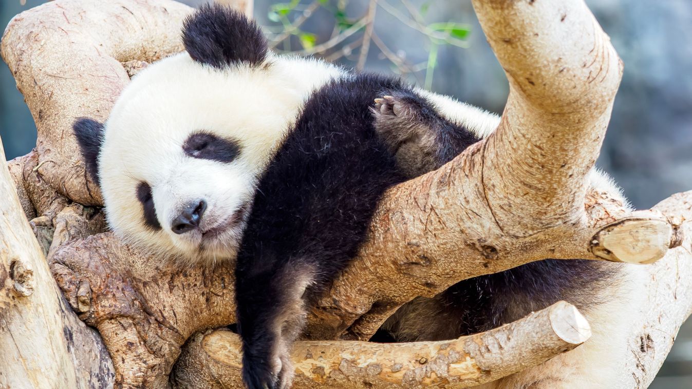 Indonéziai bébipanda született