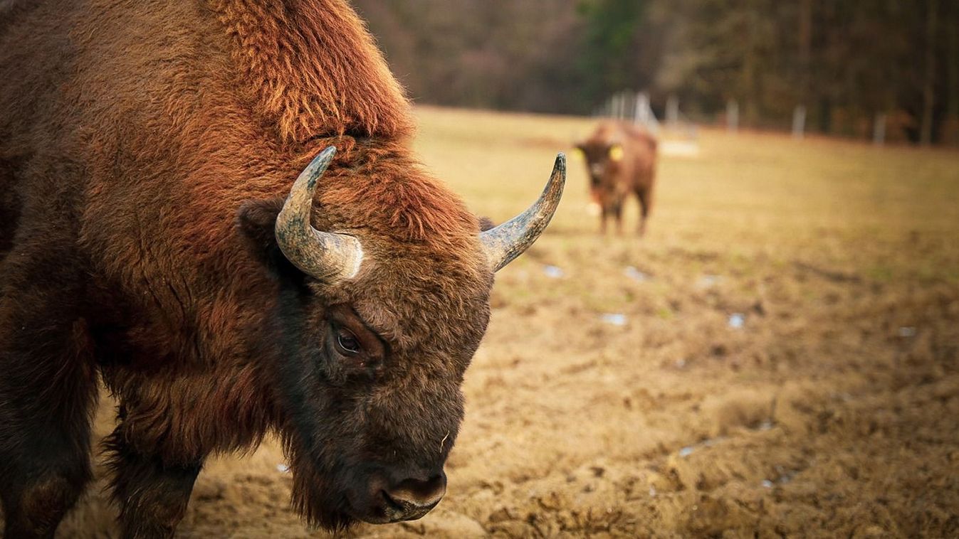 Bölény és kökény