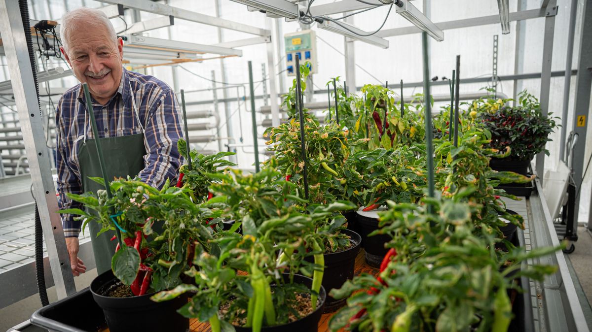 Magyar növények Föld körüli pályán – így terem meg az űrpaprika