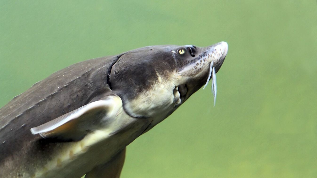 A 2026-os év hala a vágótok