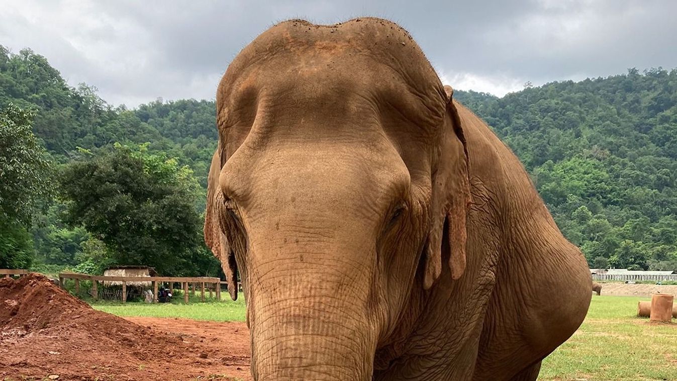 Vad elefántok közt