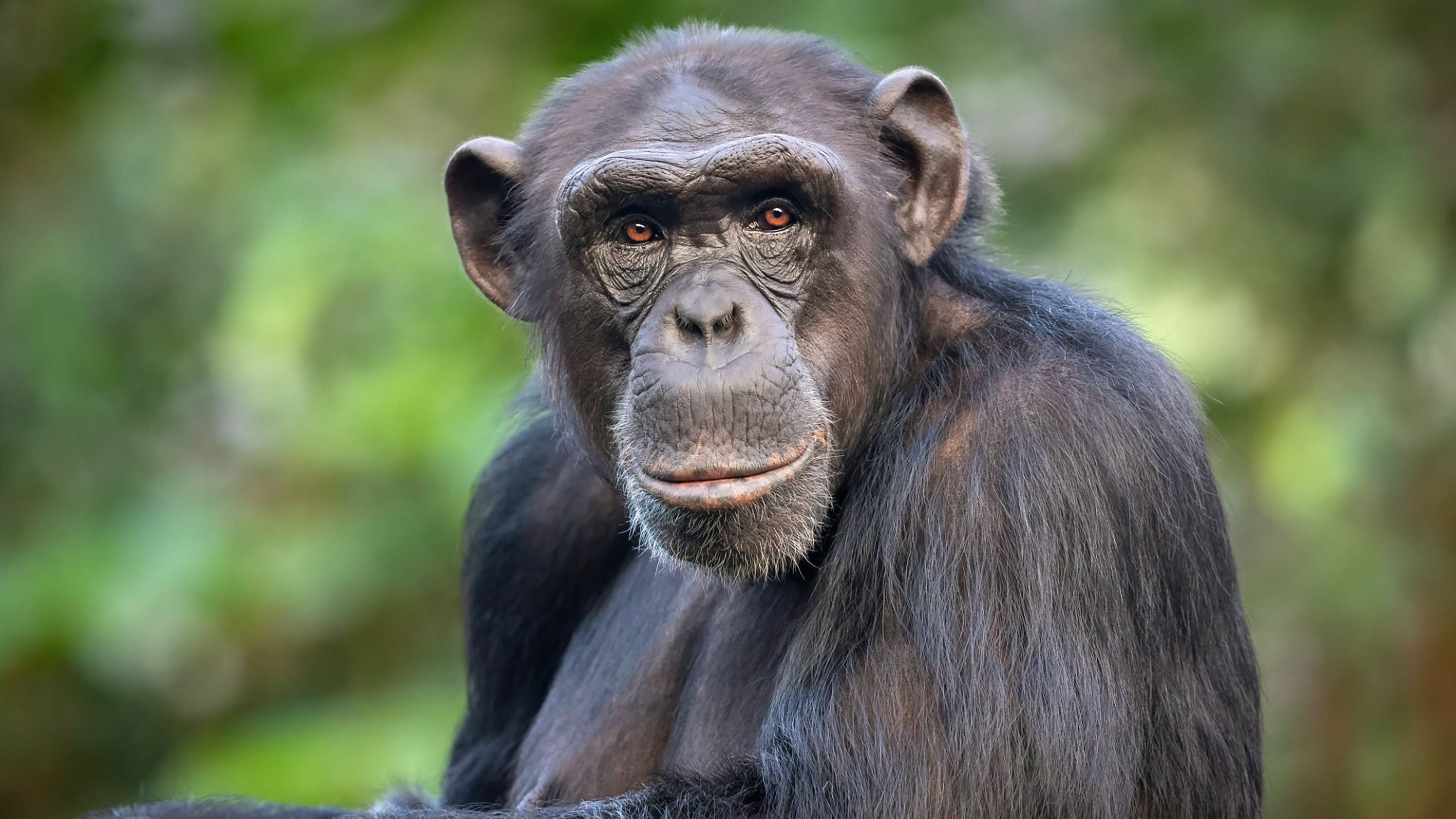 Elpusztult Ai, a csodacsimpánz