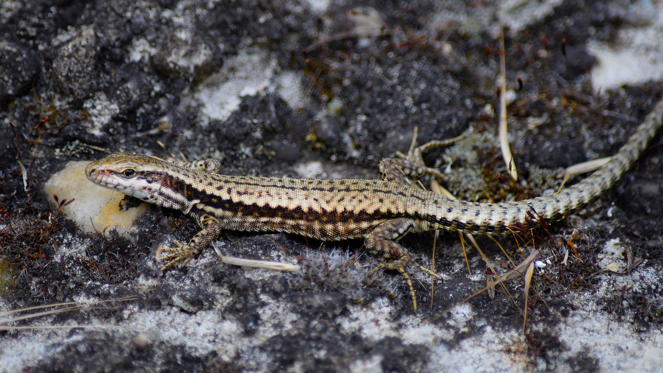 A fürge gyík az év hüllője 2026-ban