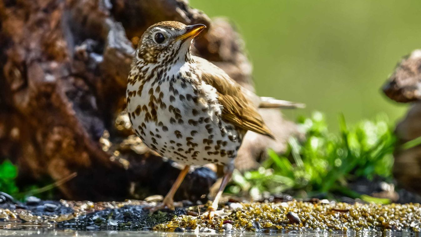Az énekes rigó az év madara 2026-ban