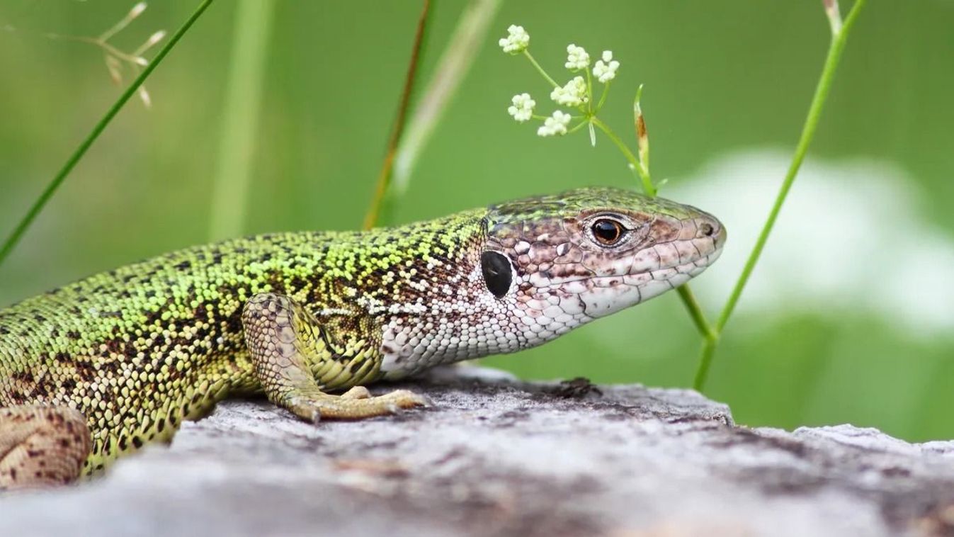 Fürge az év hüllője