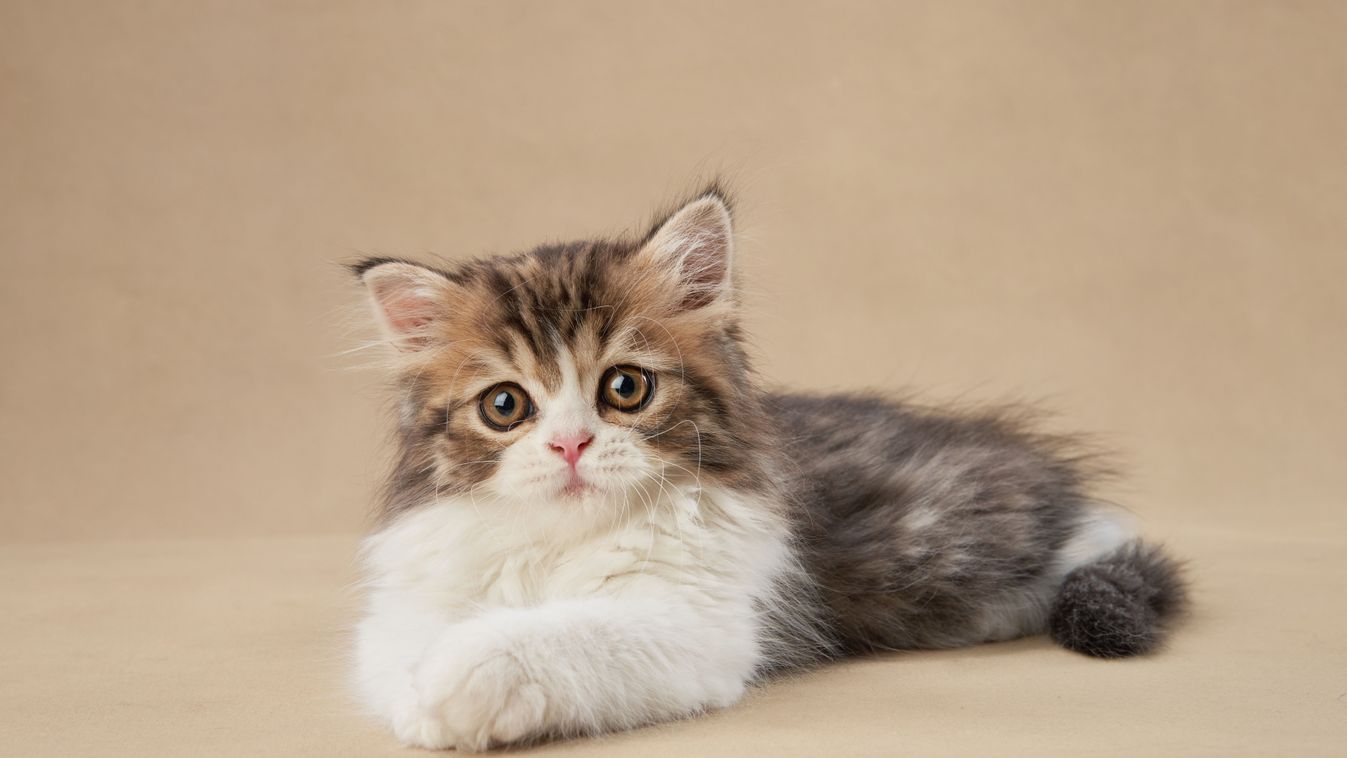 Csodával határos módon élte túl az utat a kismacska