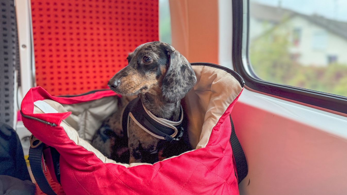 Hihetetlen, miket felejtünk a vonaton