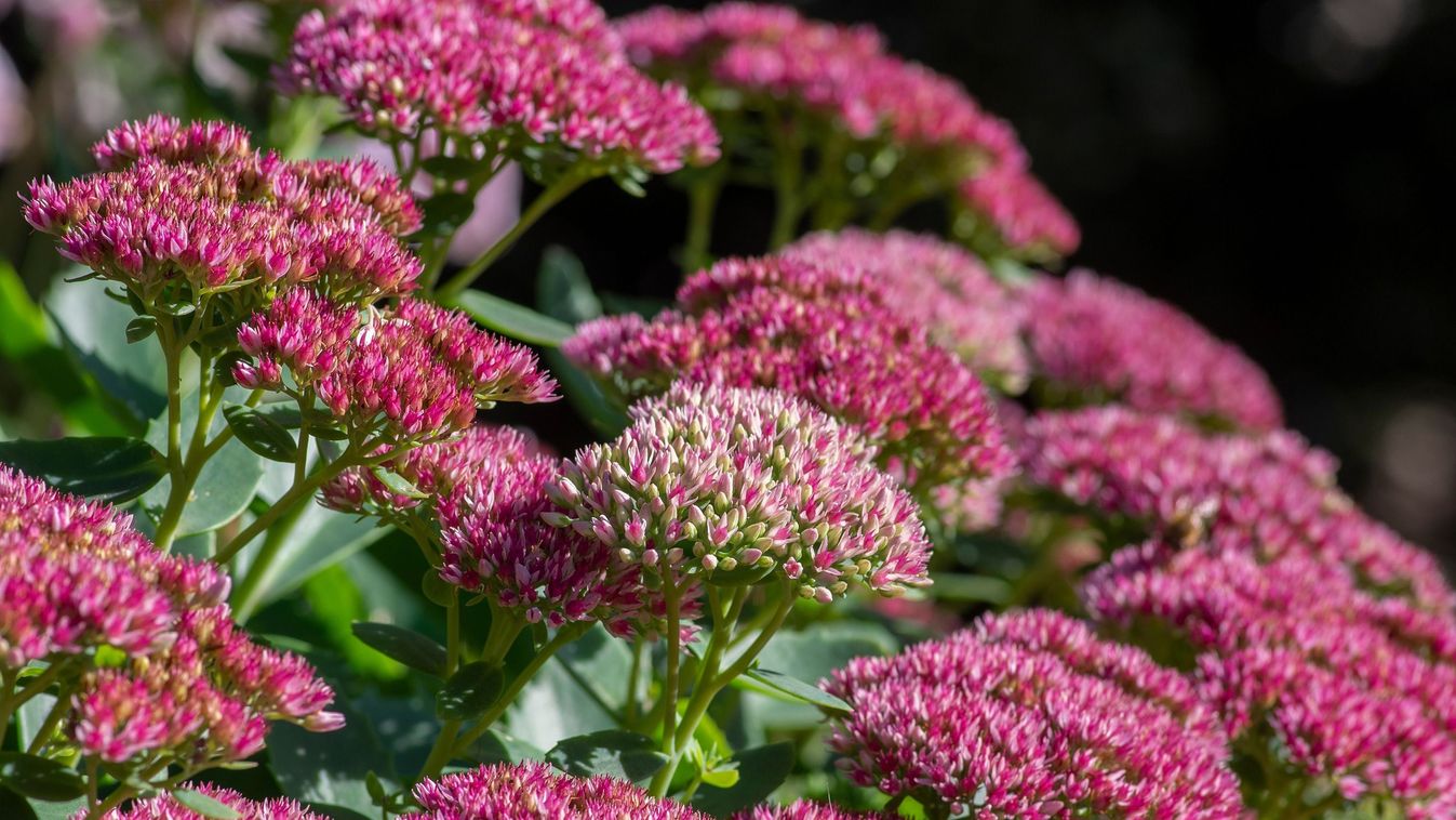 Boszorkányok csodaszere