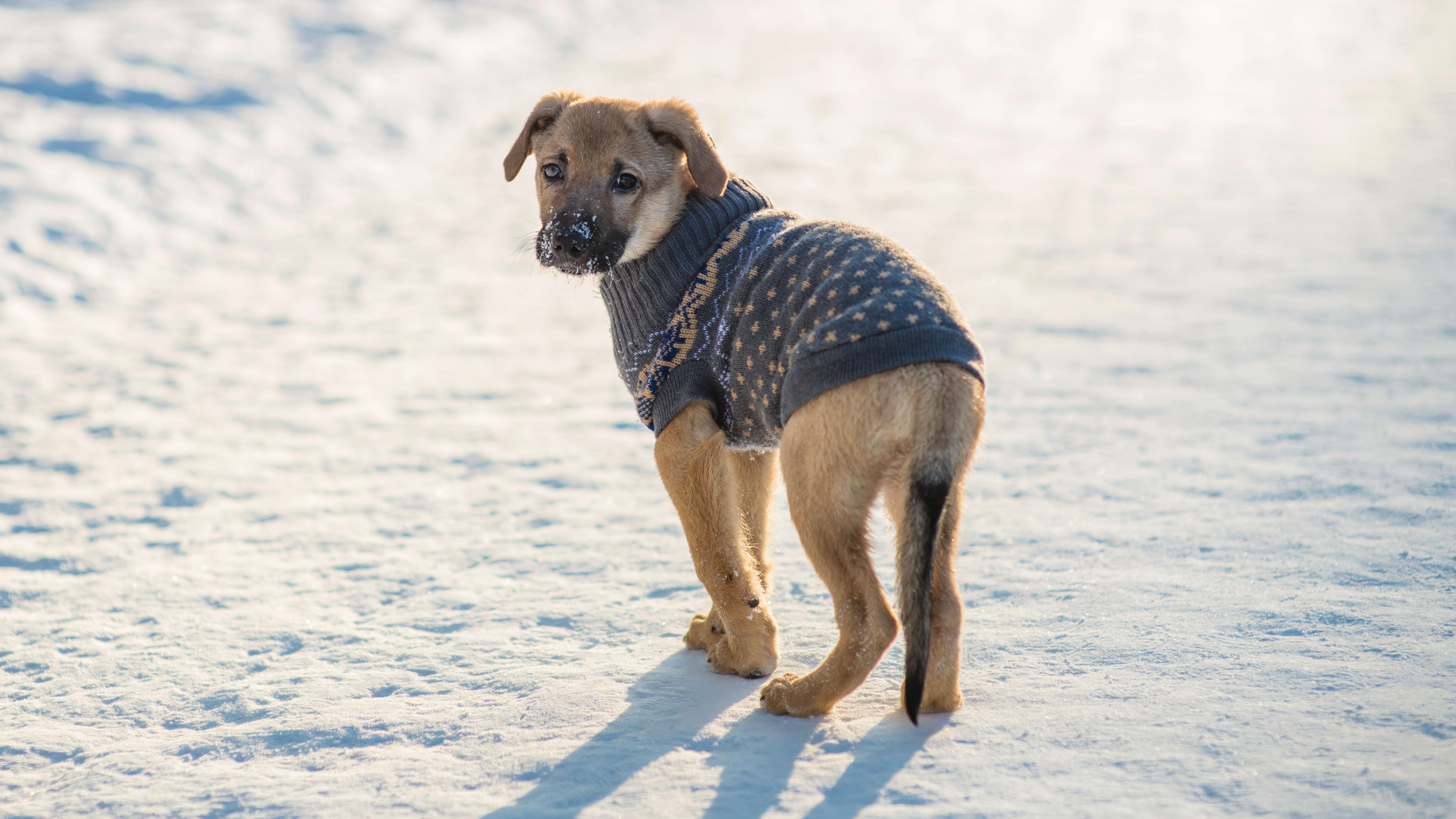 Több mint 1200 bajba jutott kutya hazatérését segítette tavaly a Mol