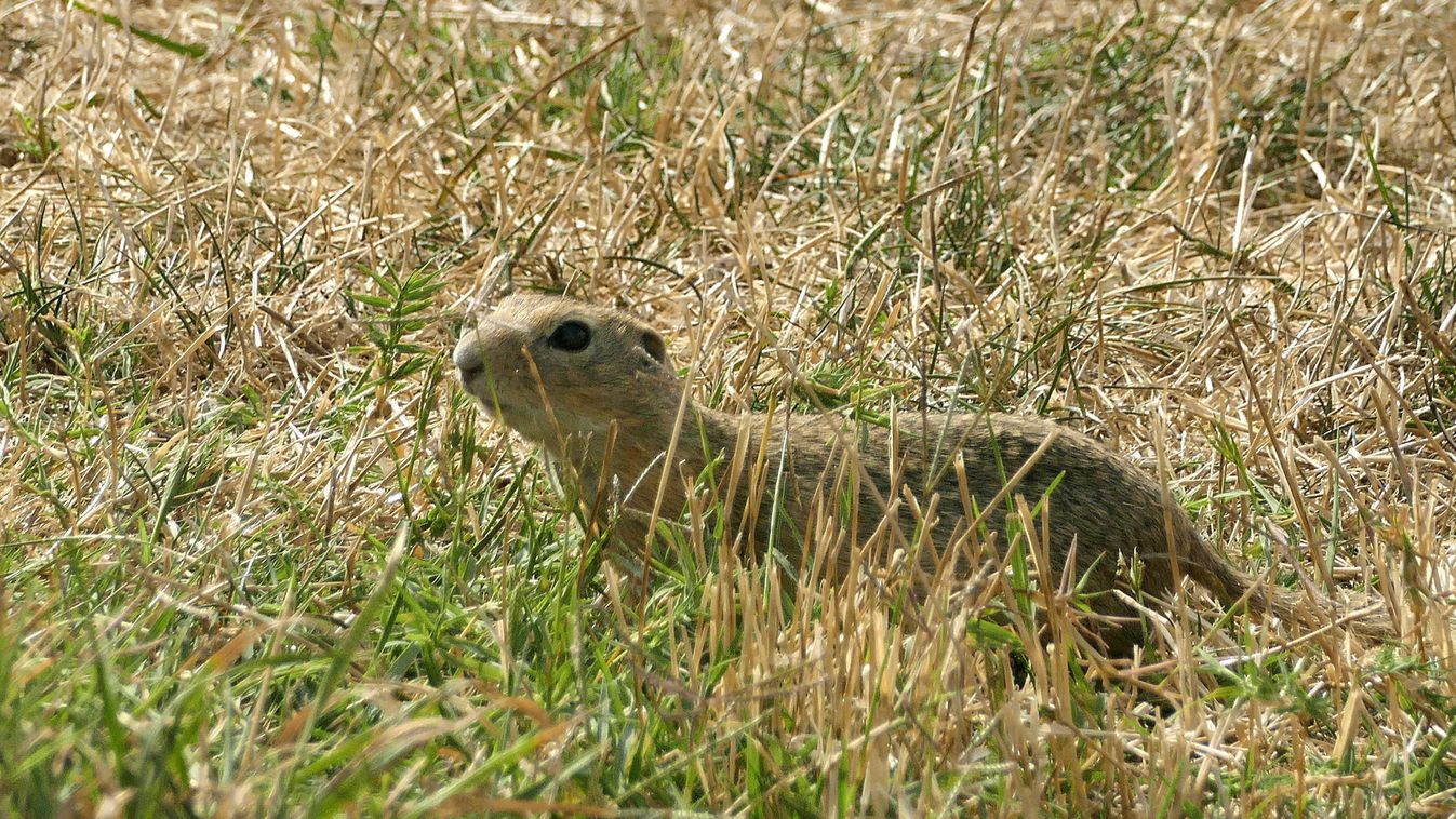 Értékes állat az ürge