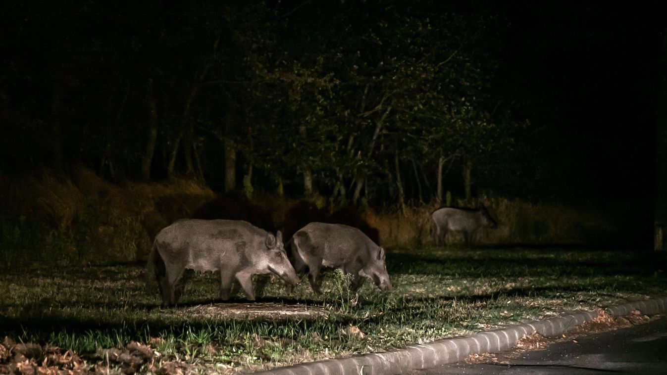 Polgár- és vadászmesterek