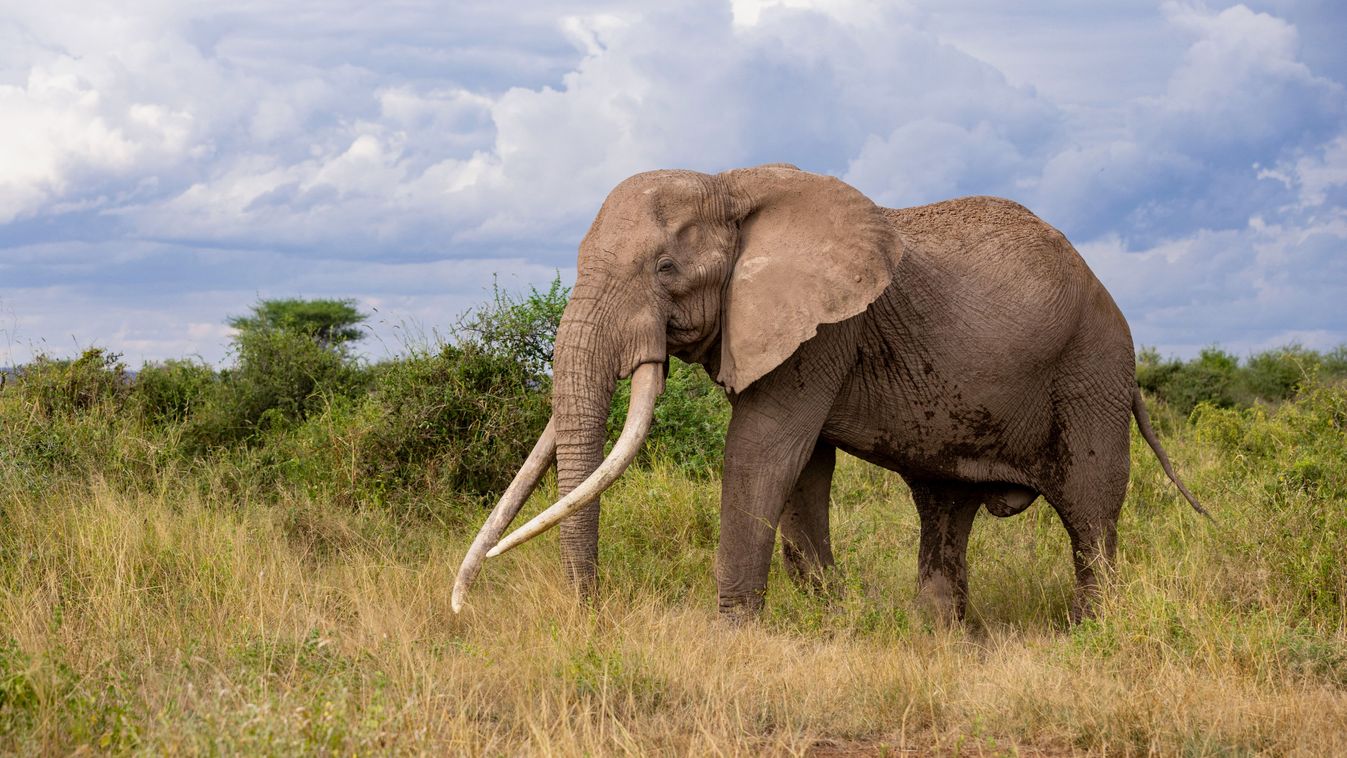 Elpusztult Afrika leghíresebb elefántja
