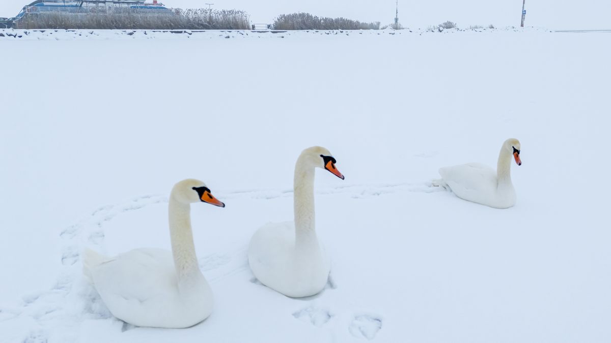 Ilyet is rég láttunk: így repedt ketté a Balaton jege