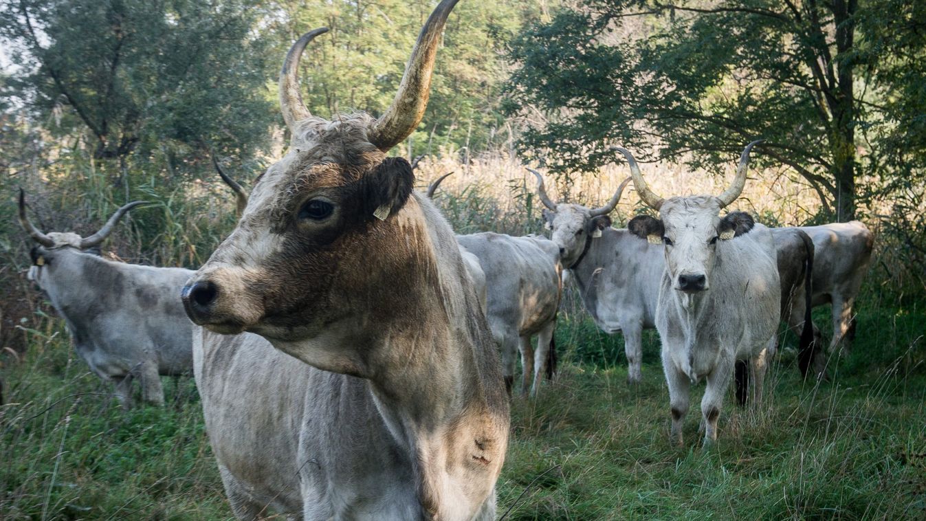 Kiemelt feladat az őshonos háziállatok génmegőrzése