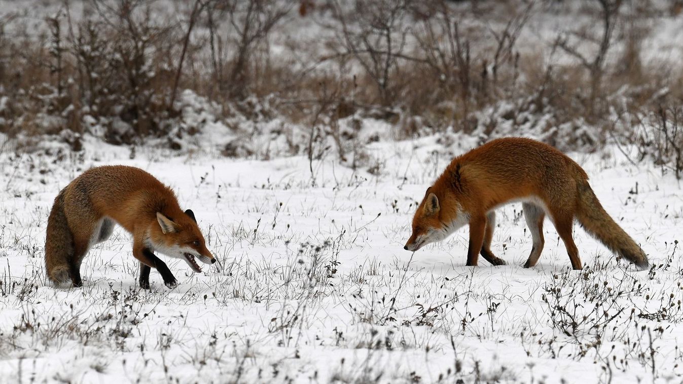 Mezőgazdasági szempontból kedvező a téli időjárás