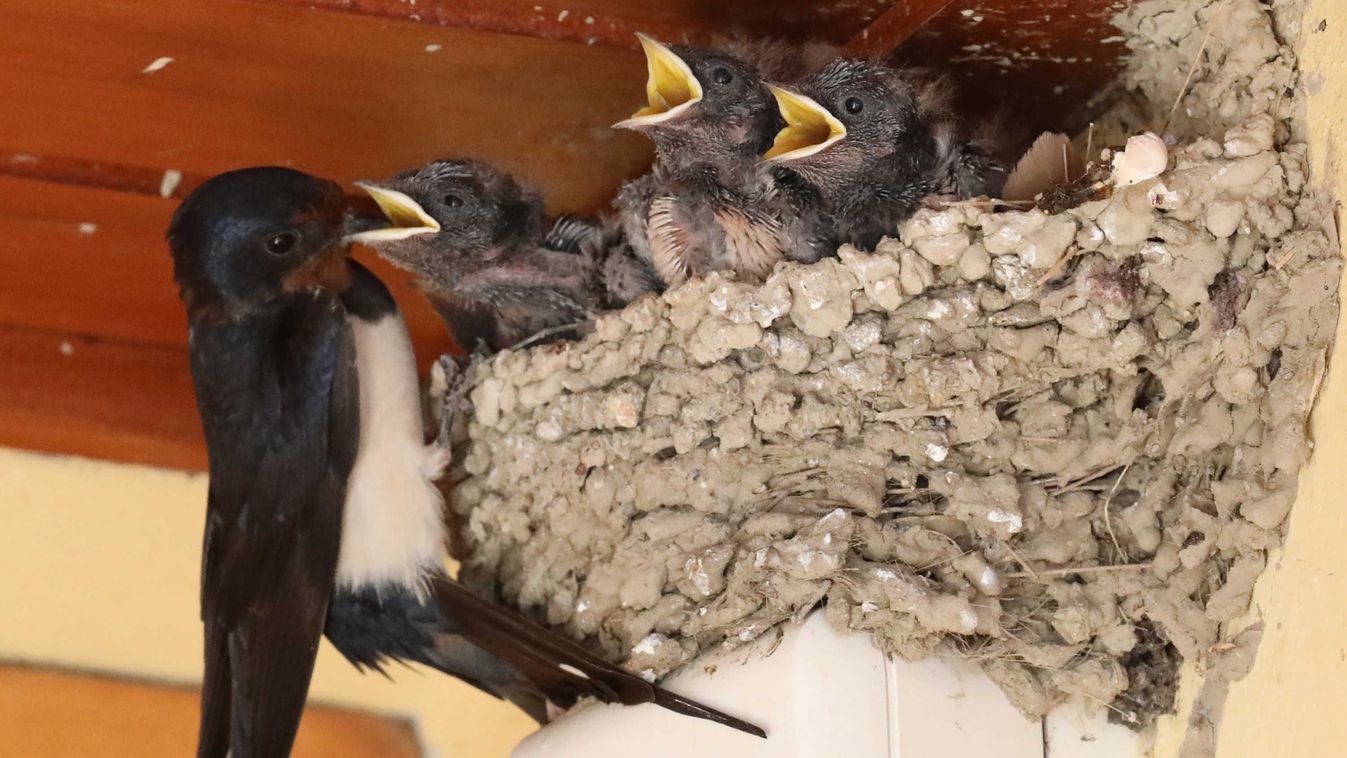 Költési idő előtt vágjunk ki fát, bokrot!