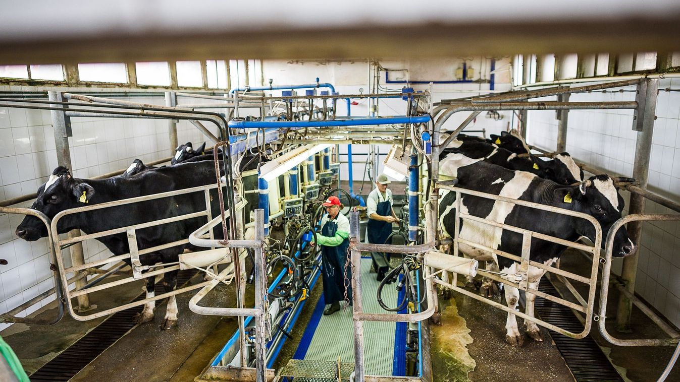 Nagyon kell a&nbsp;segítség