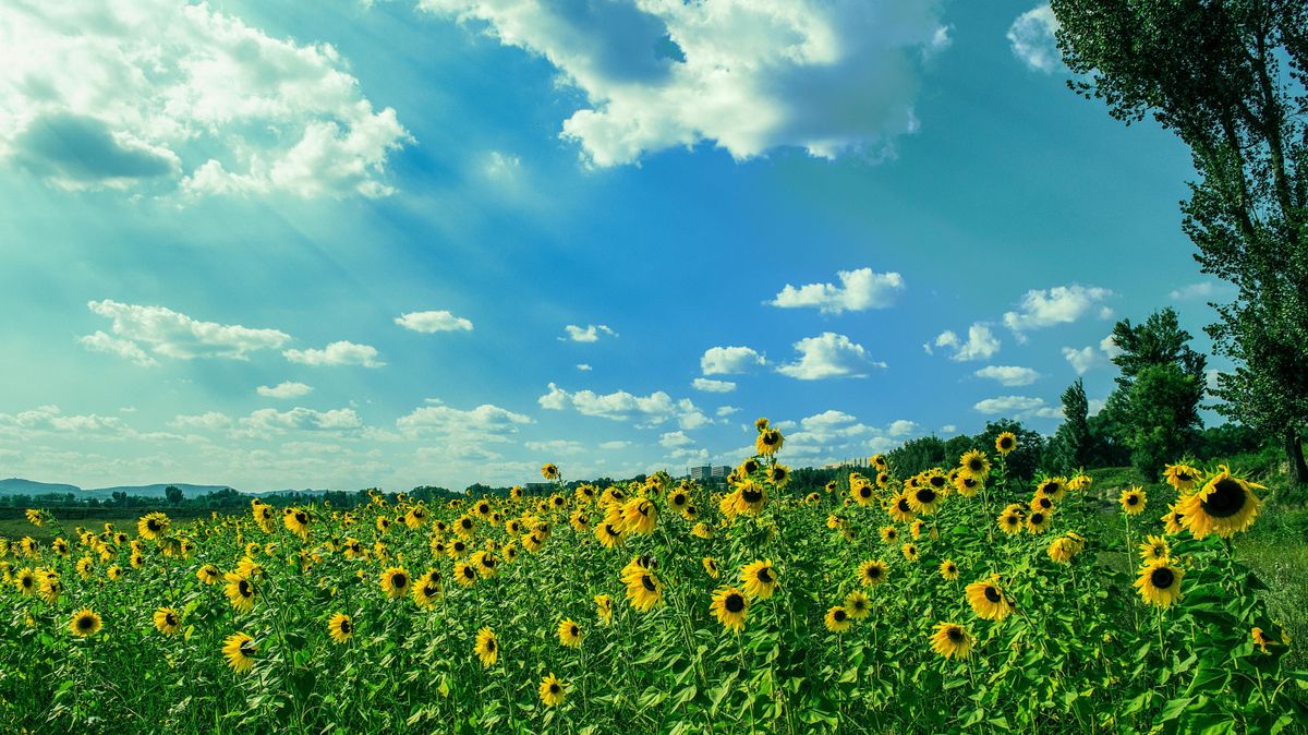 Heroikus küzdelem az elsivatagosodás ellen – tízmilliárdok jutnak a Dél-Homokhátság víztartásának elősegítésére