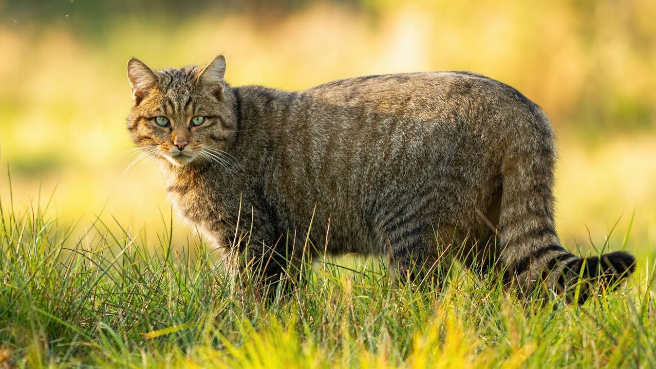 A Budakeszi Vadaspark a lakosság segítségét kéri a vadmacskák védelmében