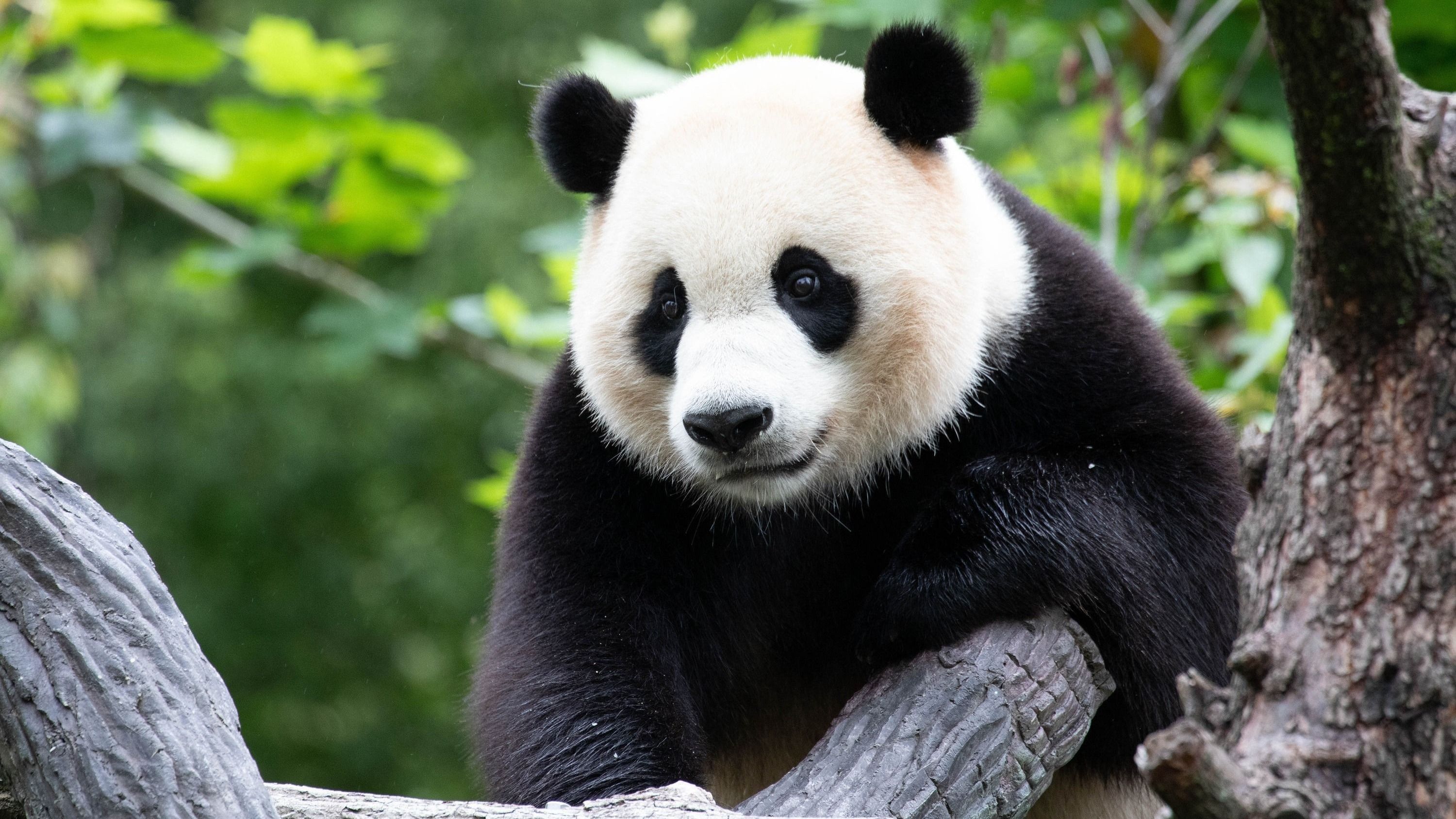 Fél évszázada először panda nélkül marad Japán