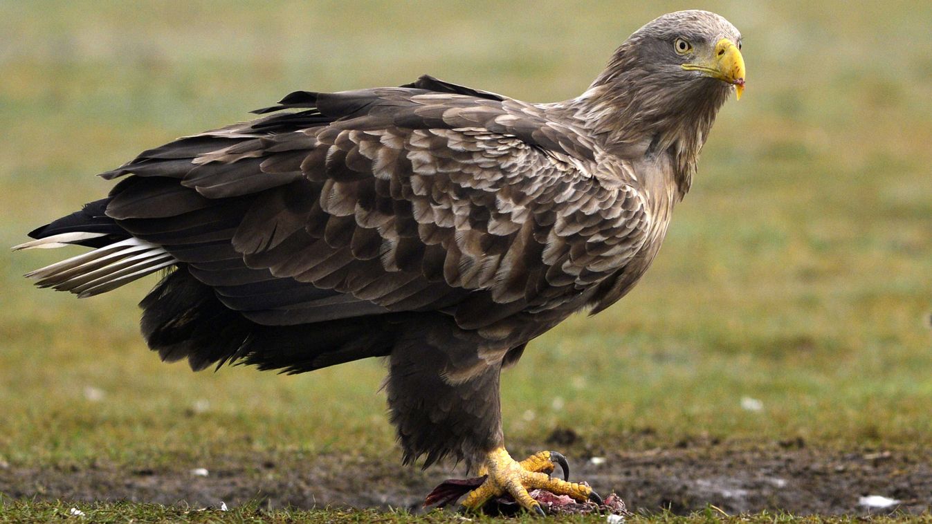 Pénteken kezdődik a 23. Országos Sasszinkron