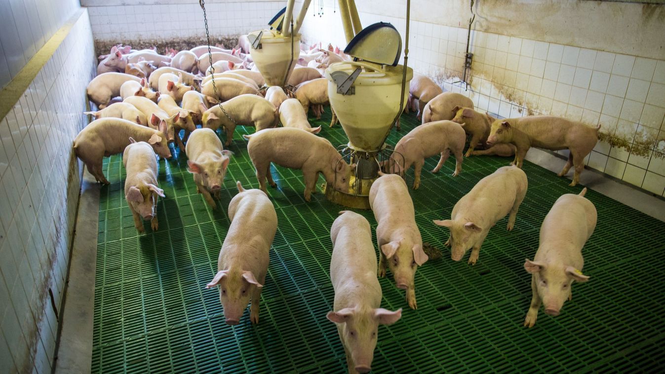 Megsegített állattartók