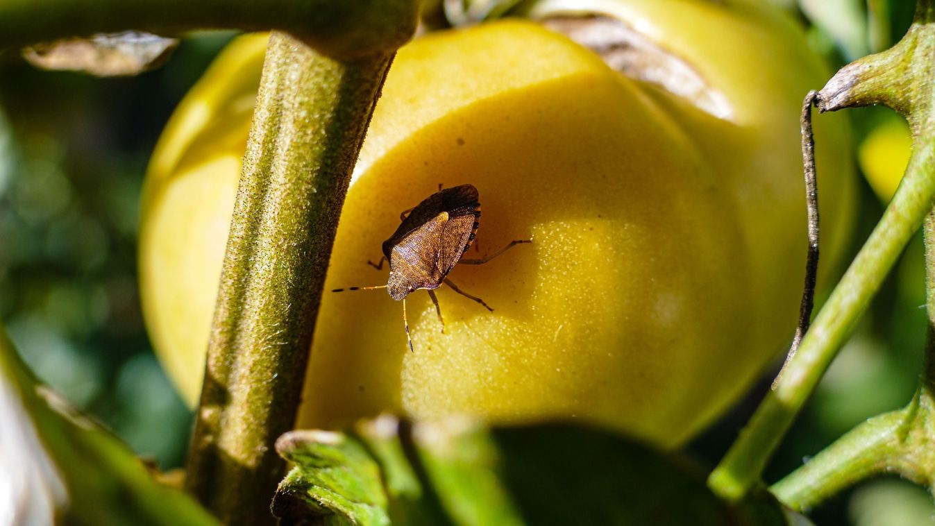 Mennyit ér a&nbsp;nagyobb fagy?