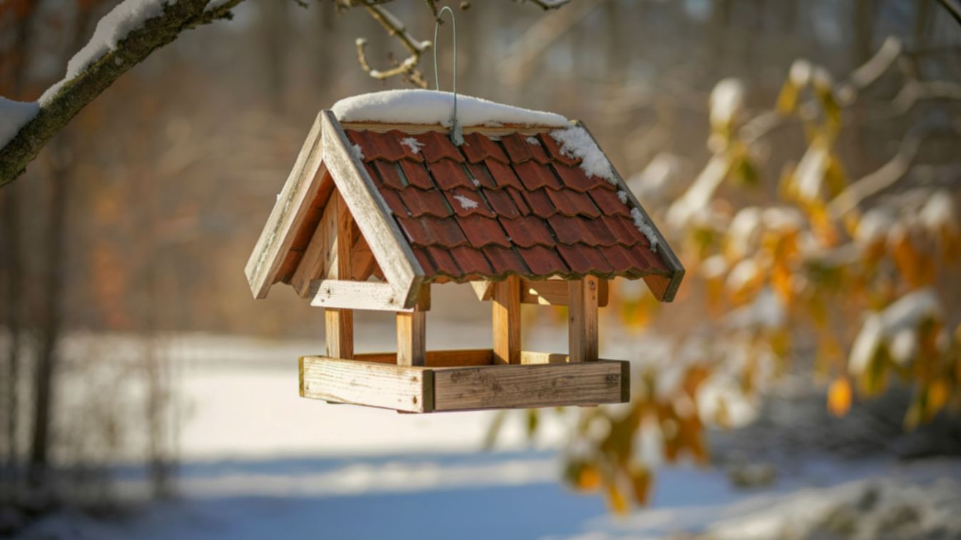 A madarak természetes védekező viselkedése áll az üres madáretetők hátterében