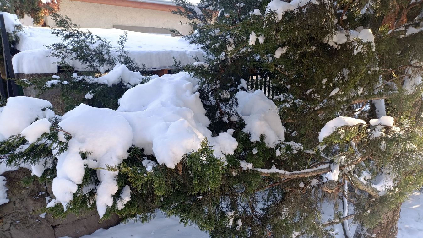 Fagyban pattan a&nbsp;gally