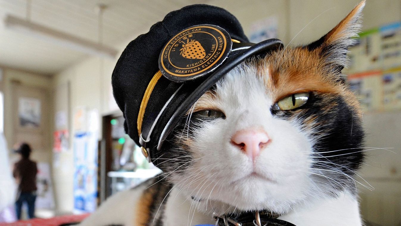 Új négylábú állomásfőnök Japánban