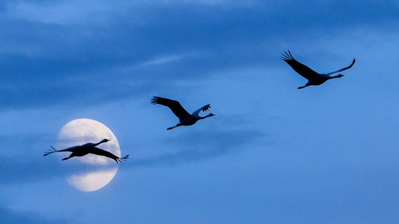 Darvak dacolnak a faggyal