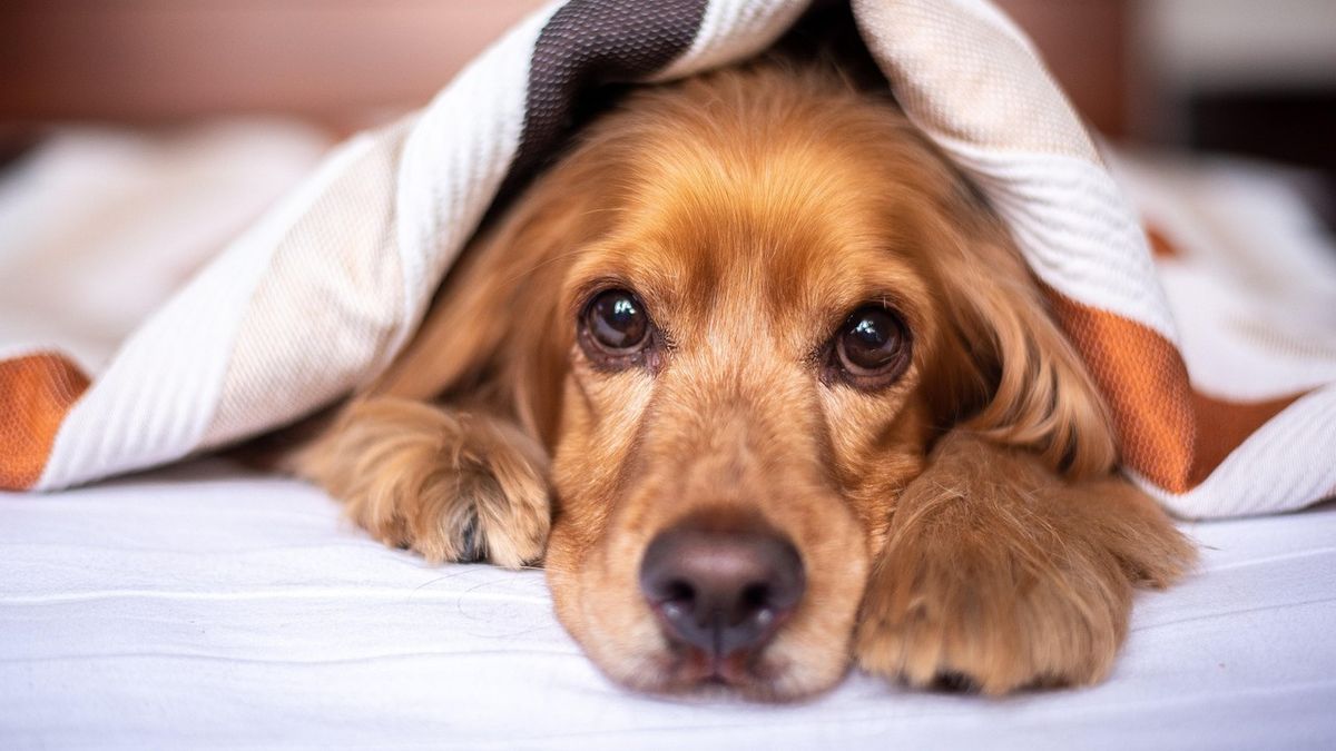 Nagy felfedezést tett a tudomány – ez minden kutyás gazdát érint