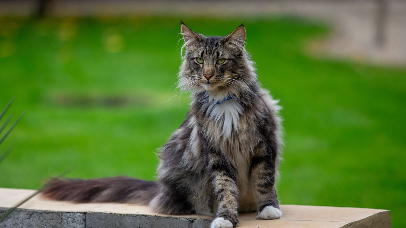 Elmacskásodásunk története