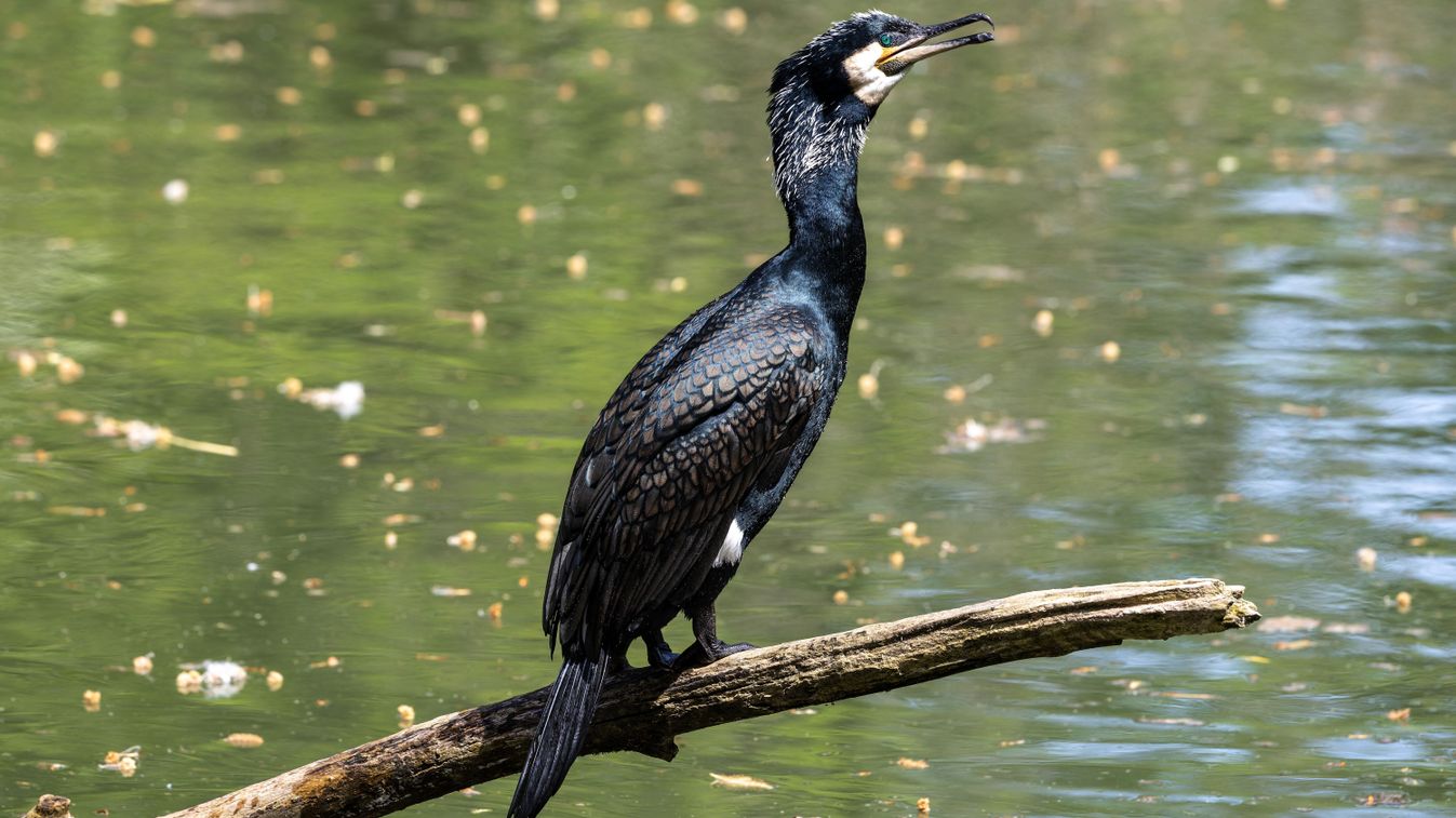 Sebesült kormorán kopogtatott csőrével egy brémai klinika ajtaján