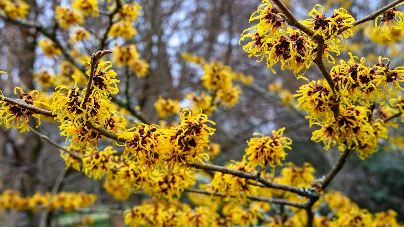 Varázslatos mogyoró