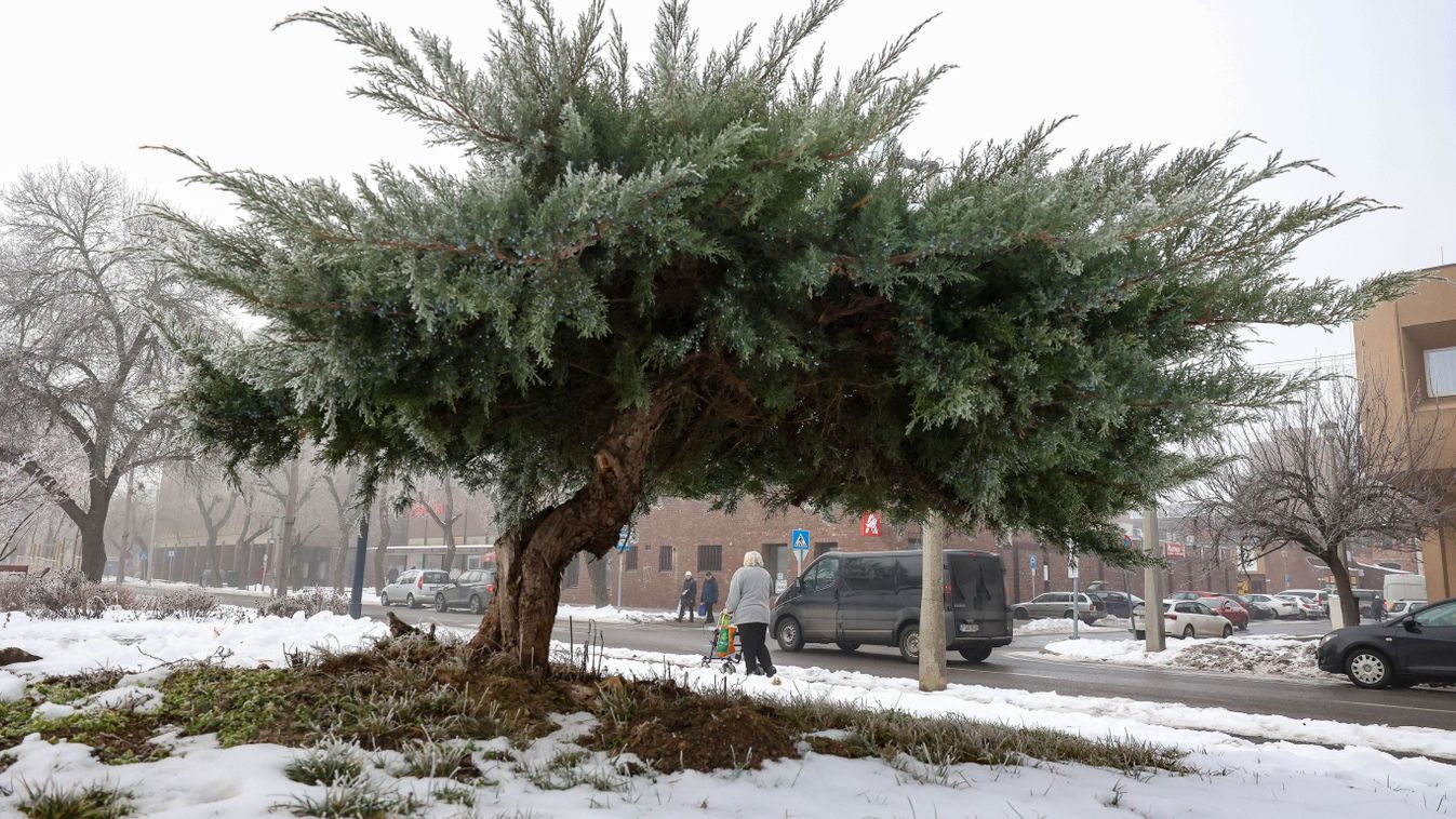 Hó után: penészes körök a&nbsp;fűben