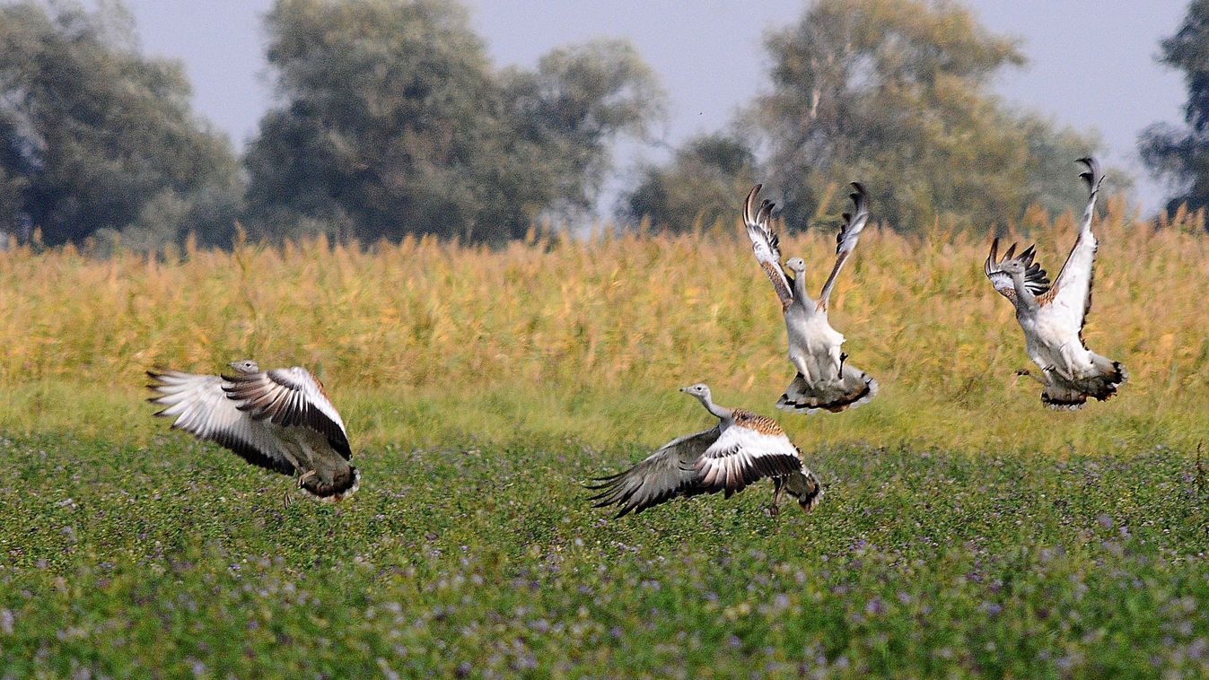 Túzok túzok hátán