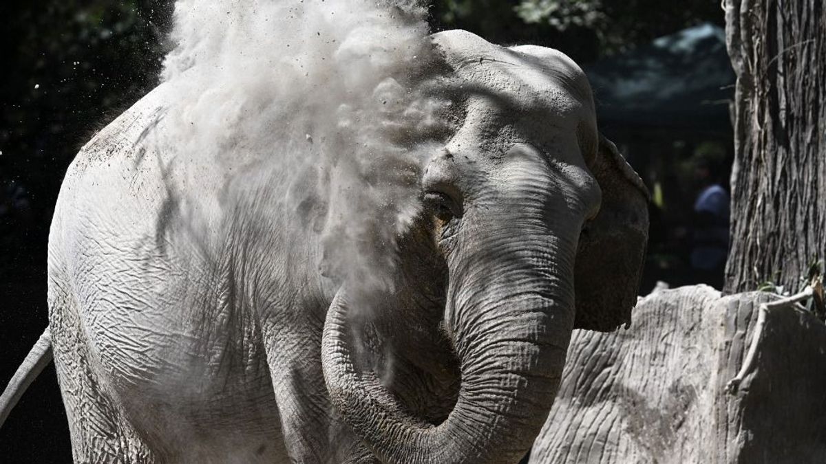 Sokkoló haláleset: már nyomoznak a vad elefántok által halálra taposott magyar férfi ügyében