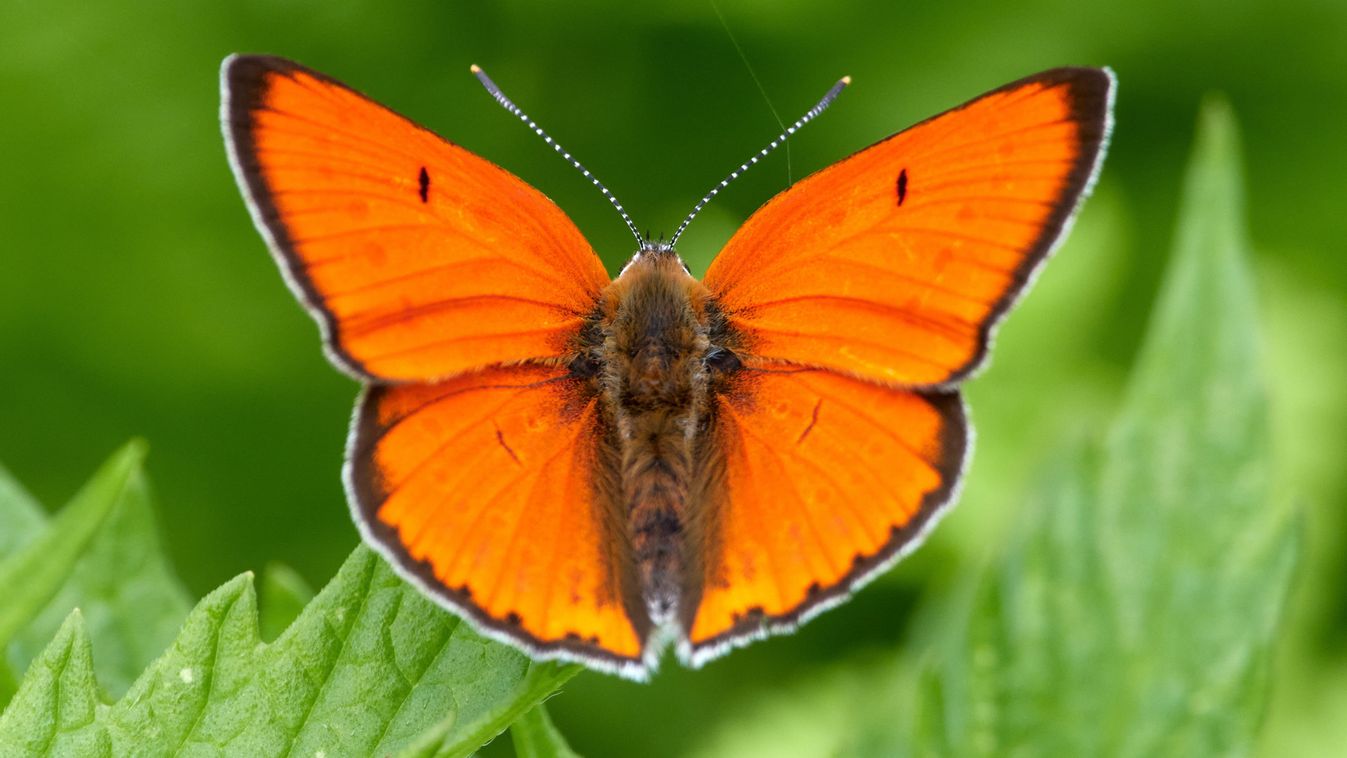 Az év lepkéje 2026-ban a nagy tűzlepke